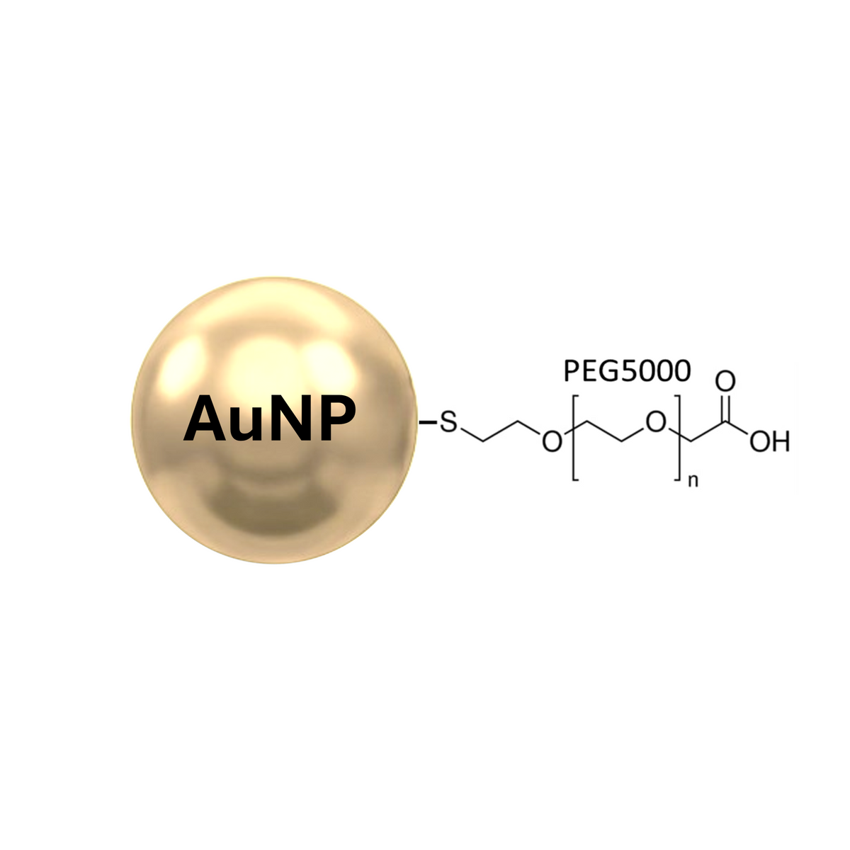Schematics of a gold nanoparticle with PEG molecule forming a carboxylate surface coating.