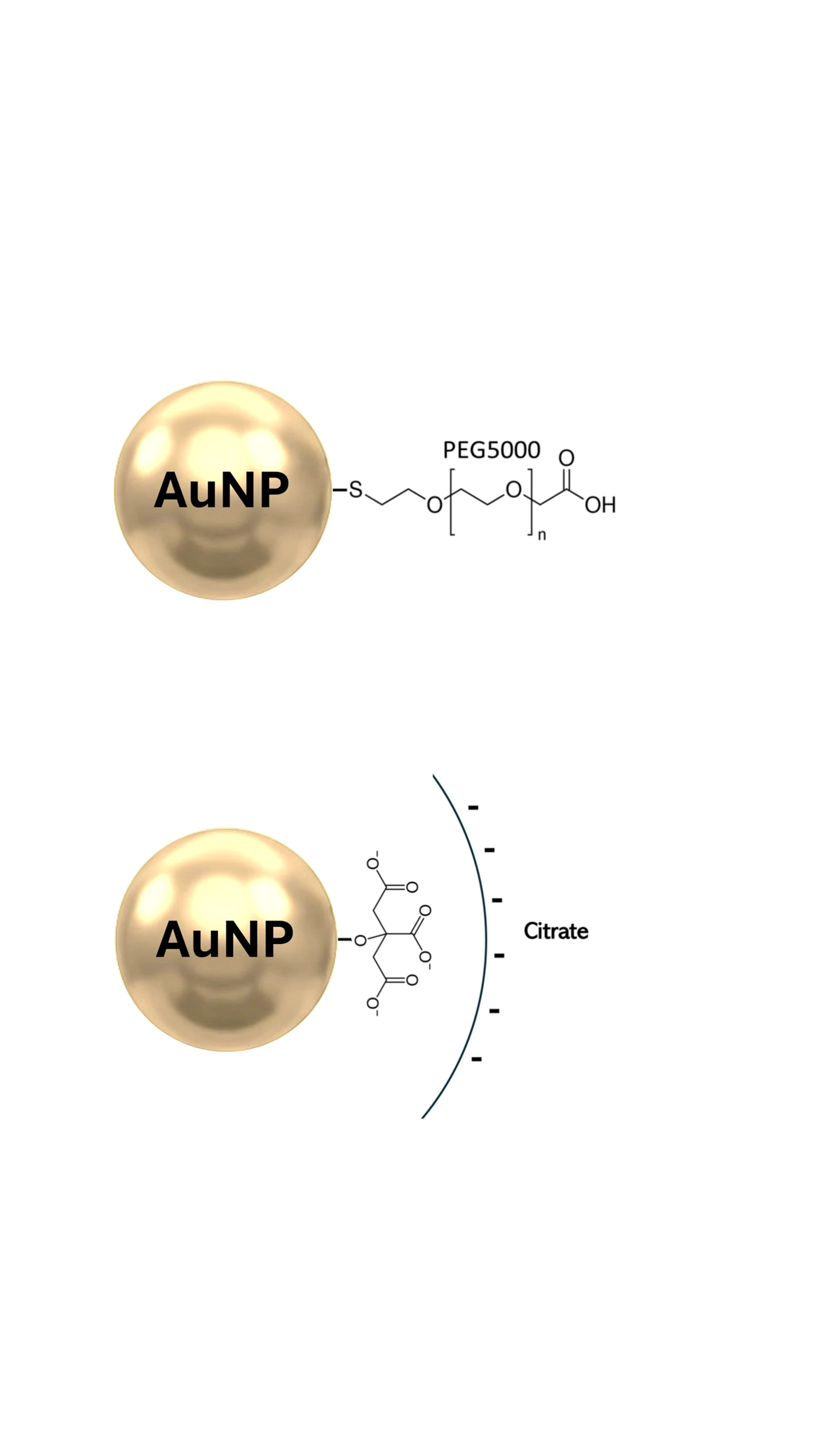 Spherical Gold Nanoparticle with PEG surface coating, forming carboxylate surface and spherical gold nanoparticle with a citrate surface coating.