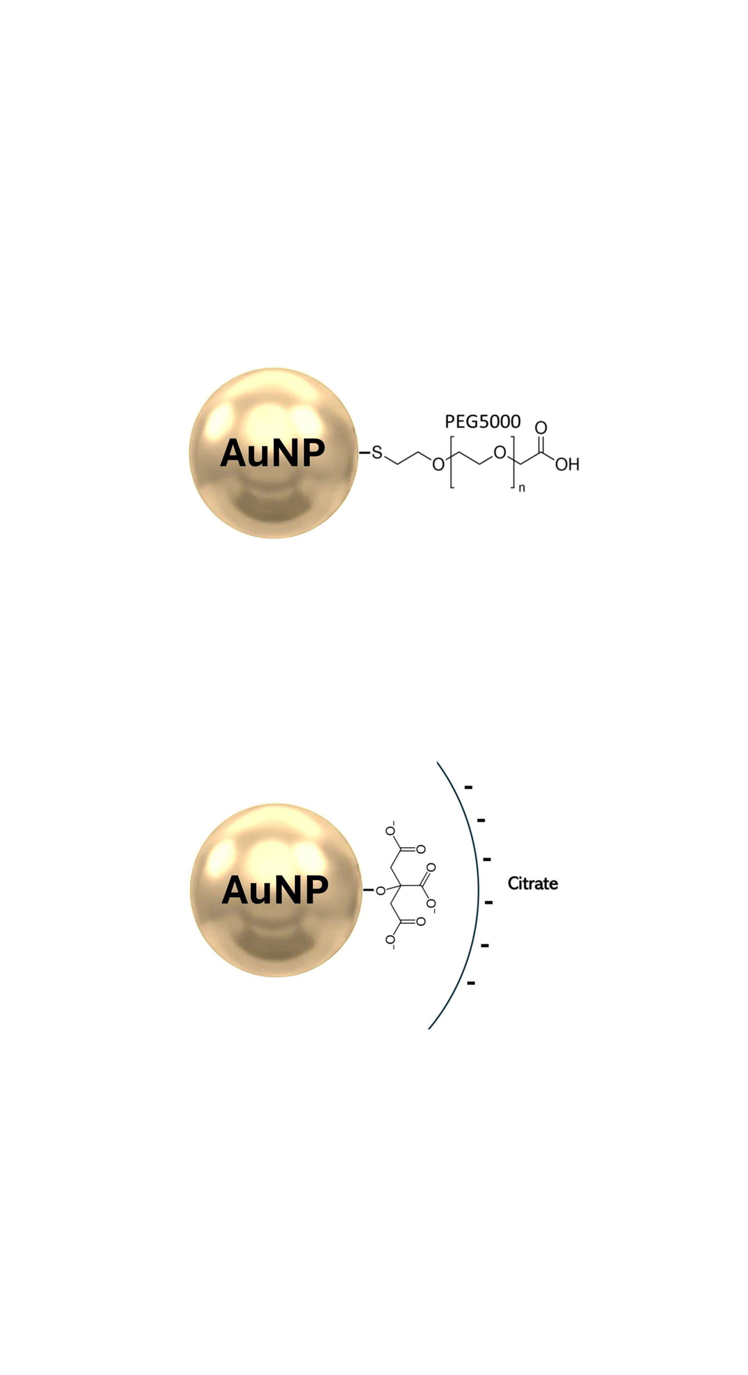 Spherical Gold Nanoparticle with PEG surface coating, forming carboxylate surface and spherical gold nanoparticle with a citrate surface coating.