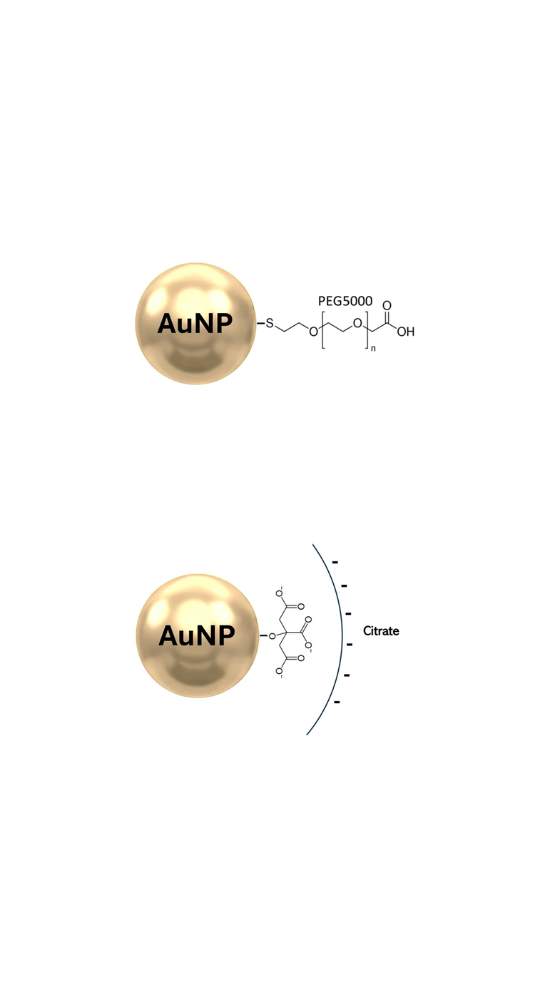 Spherical Gold Nanoparticle with PEG surface coating, forming carboxylate surface and spherical gold nanoparticle with a citrate surface coating.
