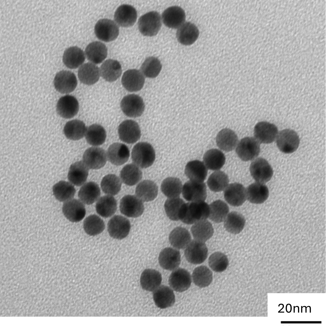 High magnification TEM image highlighting the smooth, spherical morphology of individual 10 nm gold nanoparticles.

