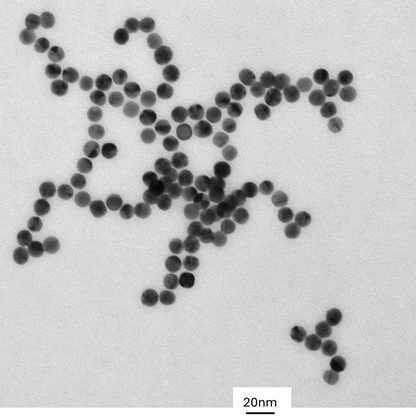 TEM overview of 10 nm gold nanospheres showing homogeneous dispersion and consistent particle size.

