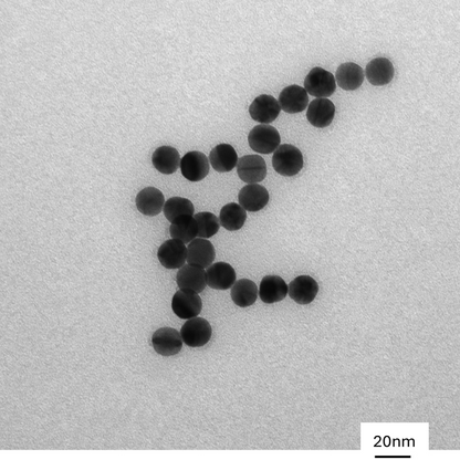 High magnification TEM image highlighting the smooth, spherical morphology of individual 15 nm gold nanoparticles.

