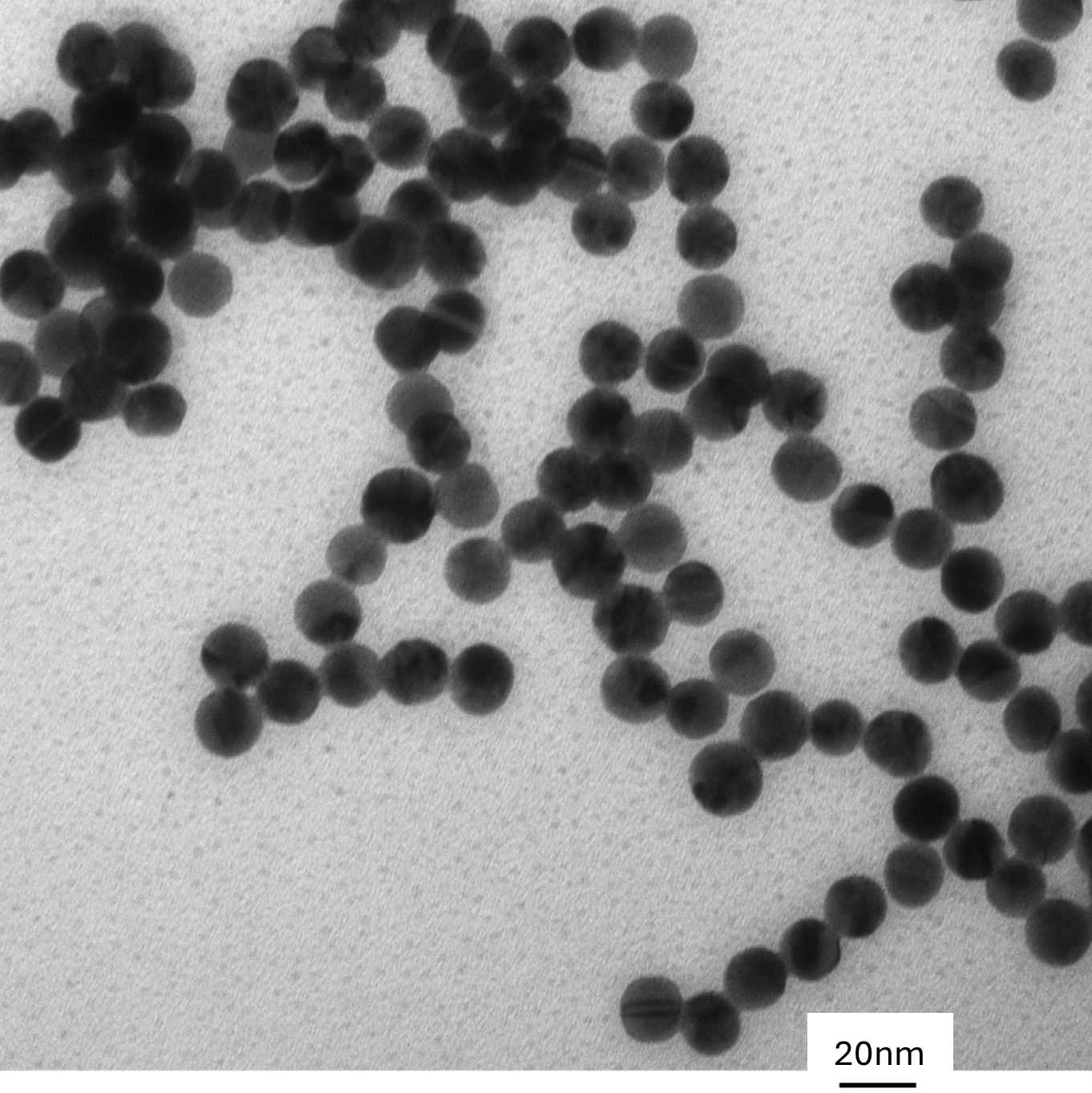TEM overview of 15 nm gold nanospheres showing homogeneous dispersion and consistent particle size.

