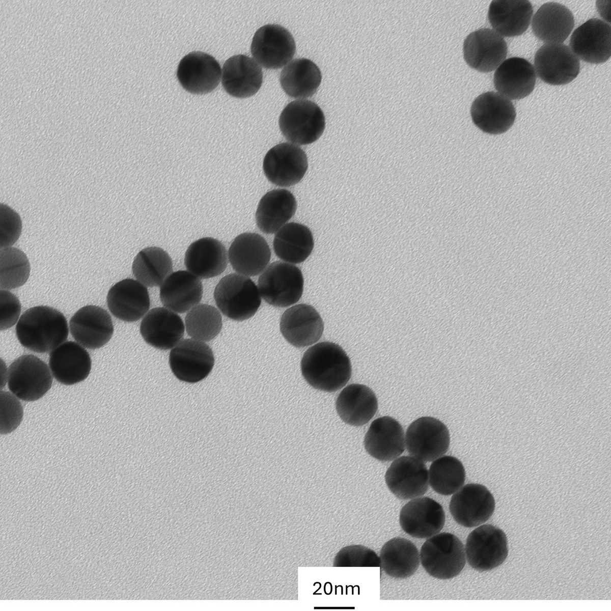 High magnification TEM image highlighting the smooth, spherical morphology of individual 20 nm PEG-coated gold nanoparticles IVD-READY

