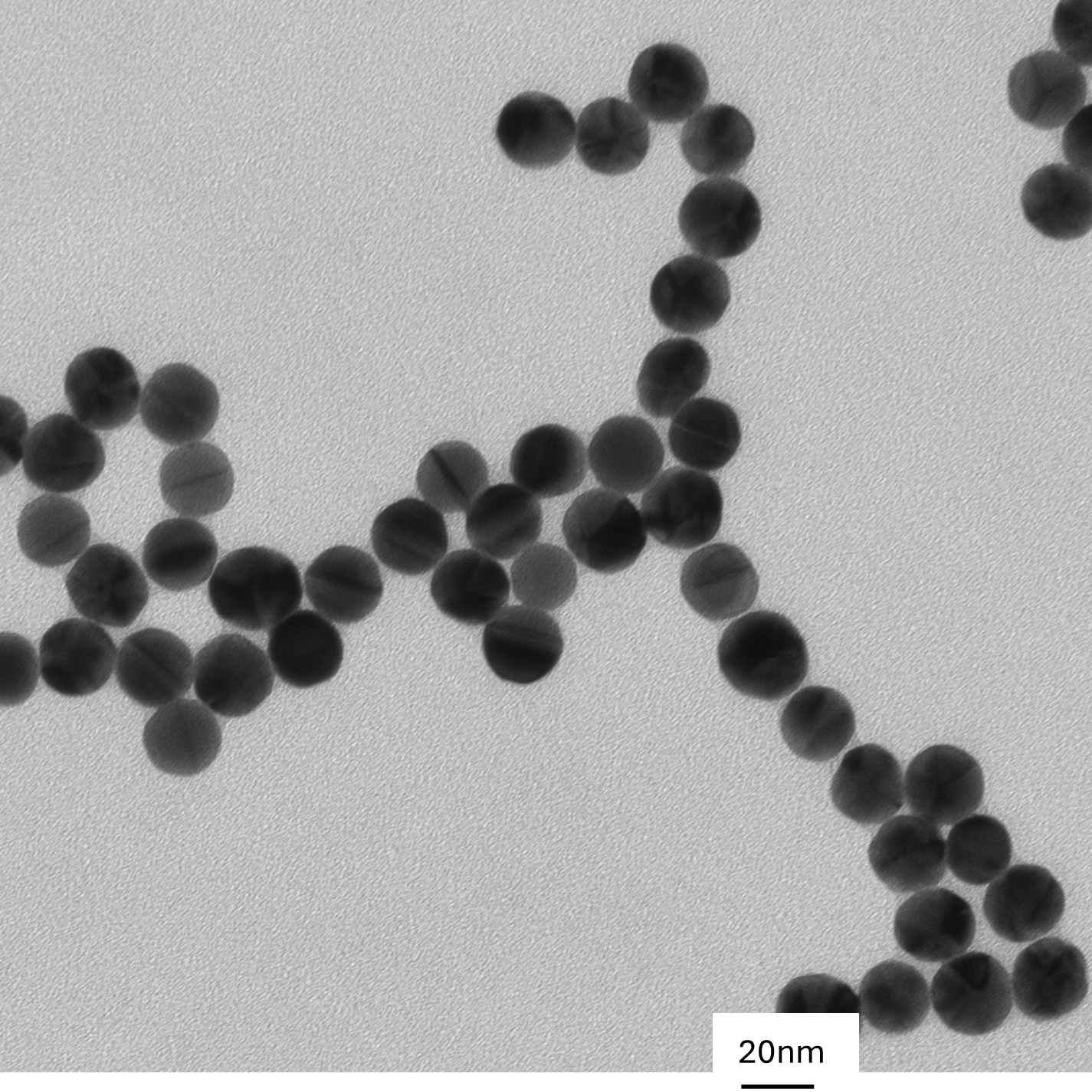 High magnification TEM image highlighting the smooth, spherical morphology of individual 20 nm gold nanoparticles.

