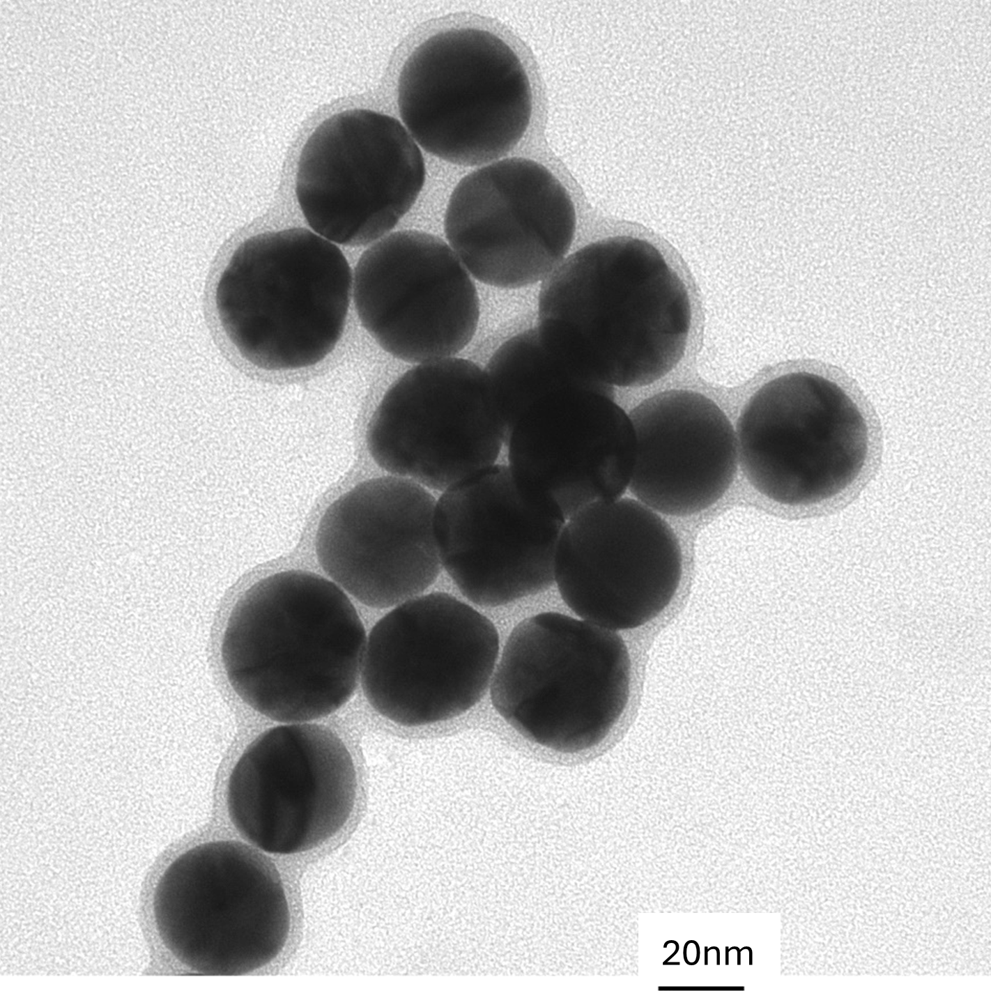 TEM image of a monolayer of 30 nm gold nanospheres used for size measurement and particle counting.

