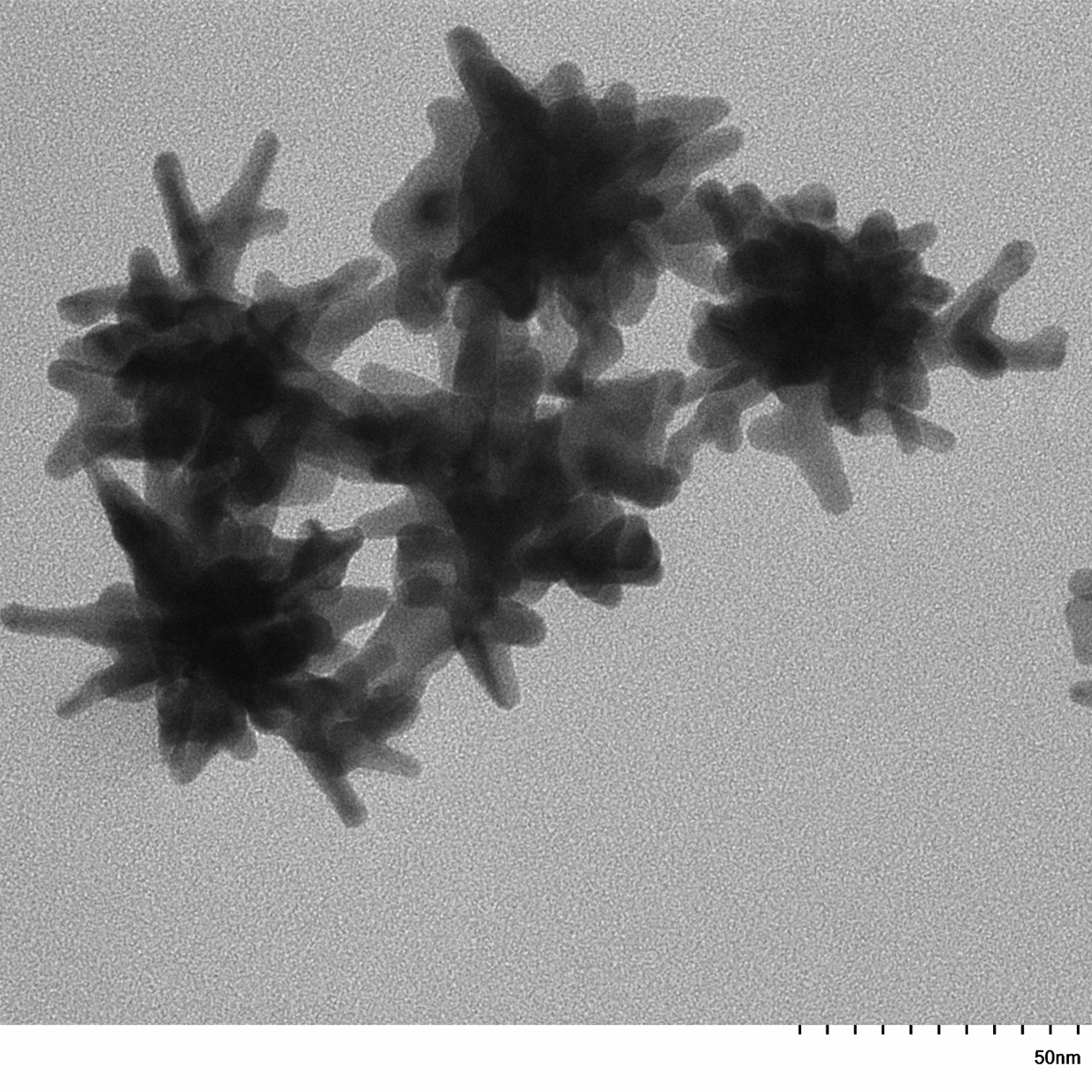 High magnification TEM image highlighting the branched morphology of individual 30 nm gold nanostars.

