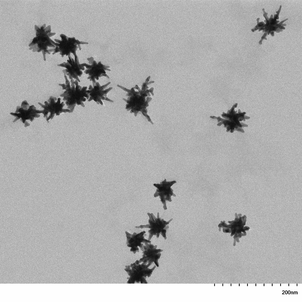 TEM image of a monolayer of 30 nm gold nanostars used for size measurement and particle counting.

