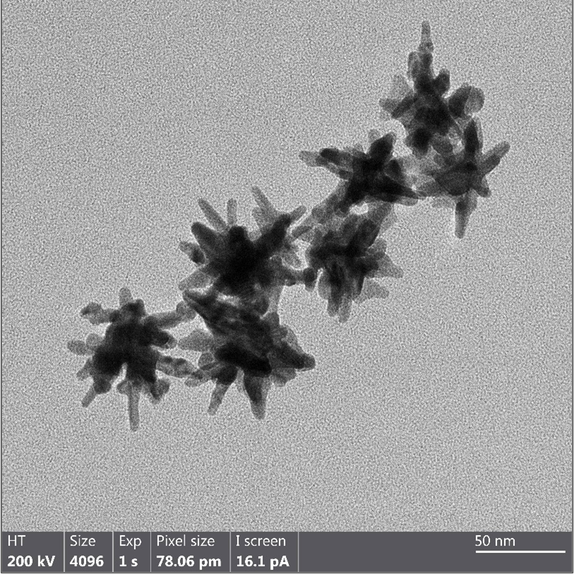 TEM overview of 30 nm gold nanostars showing homogeneous dispersion and consistent particle size.

