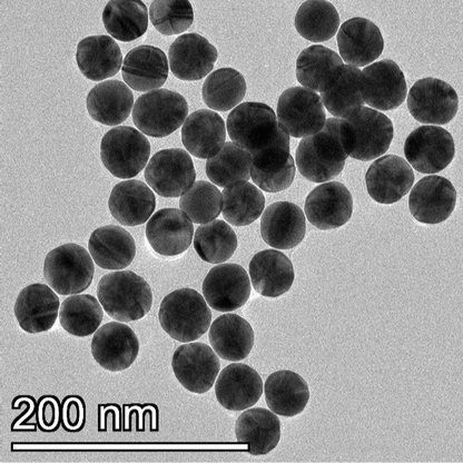 High magnification TEM image highlighting the smooth, spherical morphology of individual PEG-coated 40 nm gold nanoparticles.


