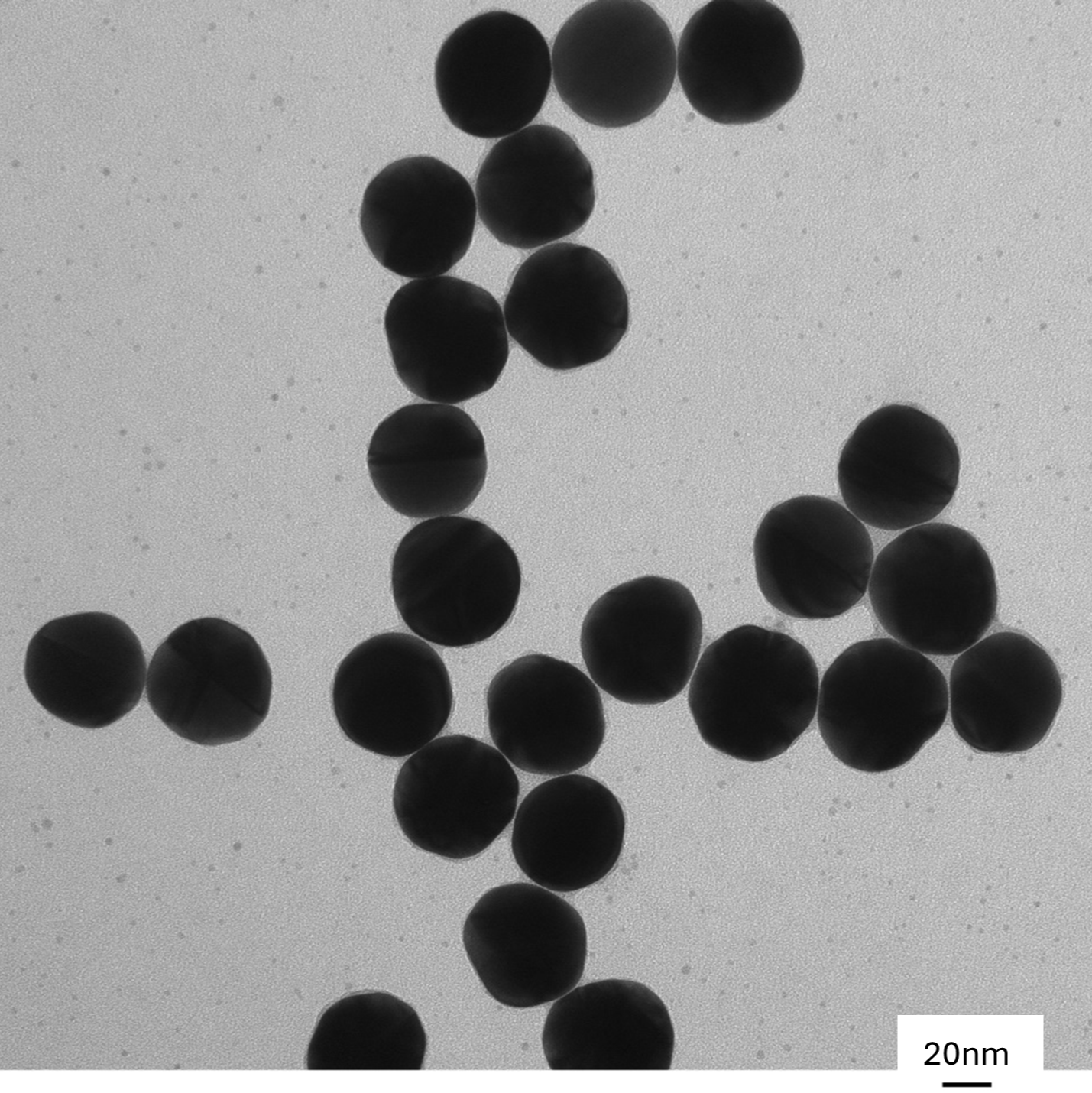 High magnification TEM image highlighting the smooth, spherical morphology of individual 50 nm gold nanoparticles.

