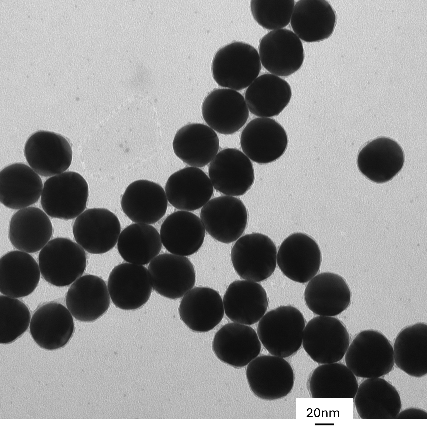TEM overview of 50 nm gold nanospheres showing homogeneous dispersion and consistent particle size.

