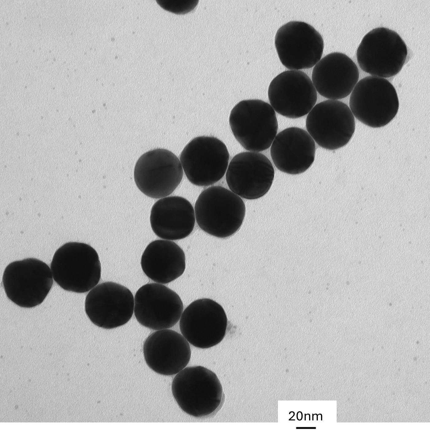 TEM image of a monolayer of 50 nm gold nanospheres used for size measurement and particle counting.

