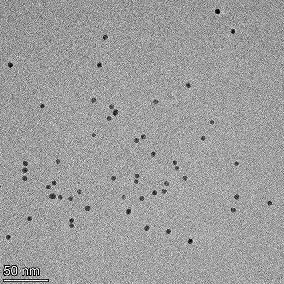 TEM overview of 5 nm gold nanospheres showing homogeneous dispersion and consistent particle size.