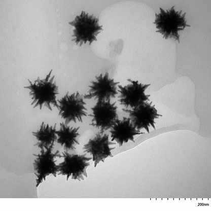 TEM overview of 60 nm gold nanostars showing homogeneous dispersion and consistent particle size.

