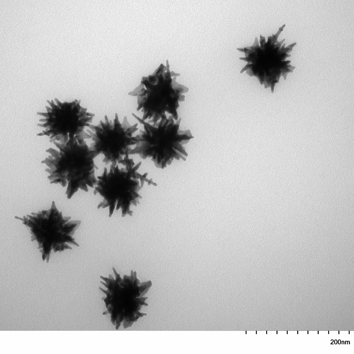 TEM image of a monolayer of 60 nm gold nanostars used for size measurement and particle counting.

