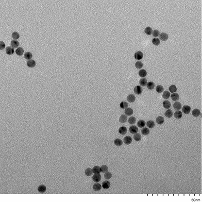TEM image confirming absence of aggregates in the 7 nm gold nanoparticle sample, particles well separated on the grid.
