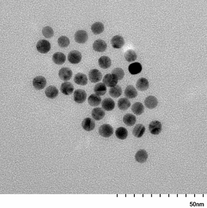 High magnification TEM image highlighting the smooth, spherical morphology of individual 7 nm gold nanoparticles.