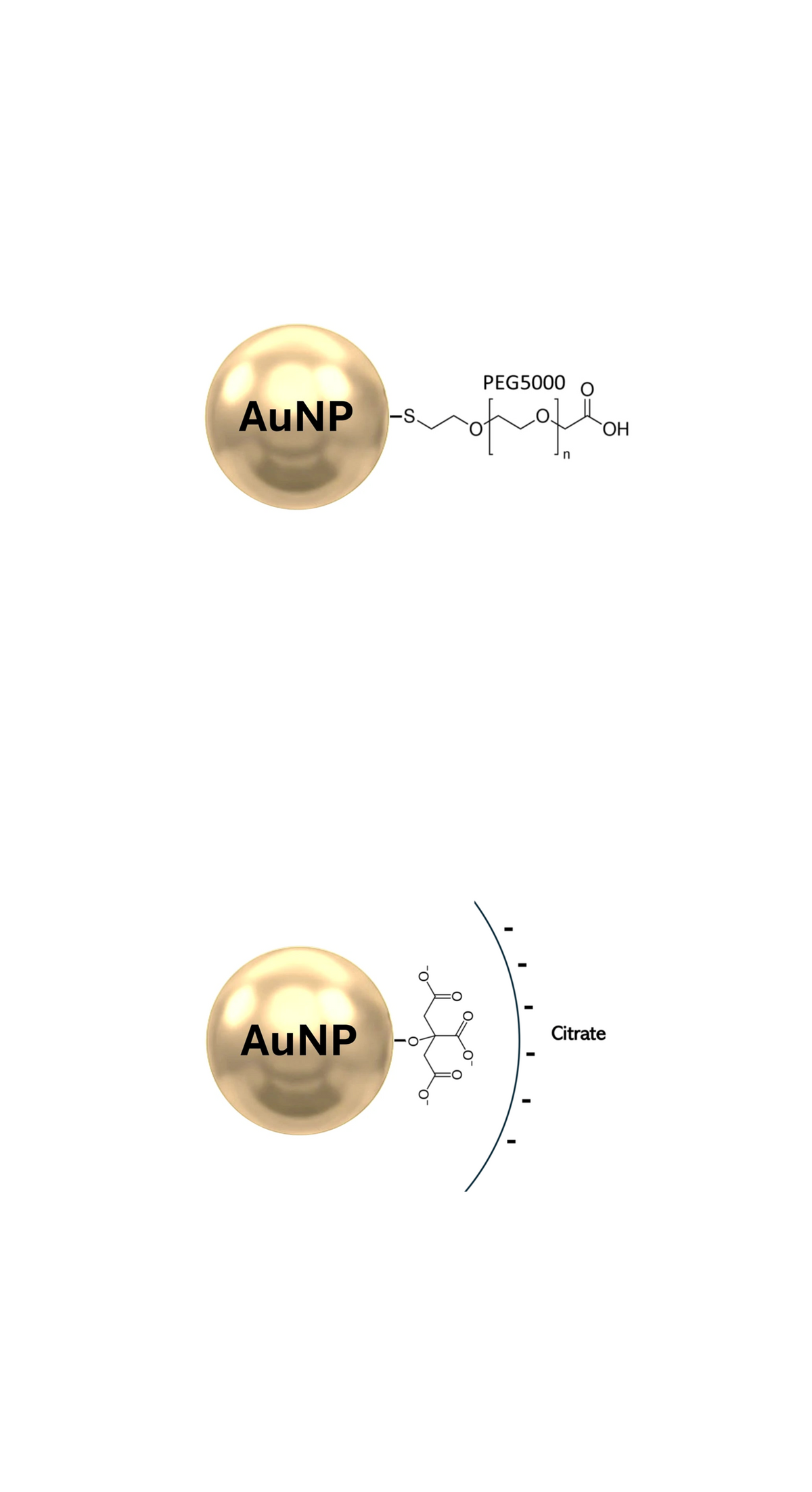 representation of citrate-coated and PEG5000-coated gold nanoparticles 
