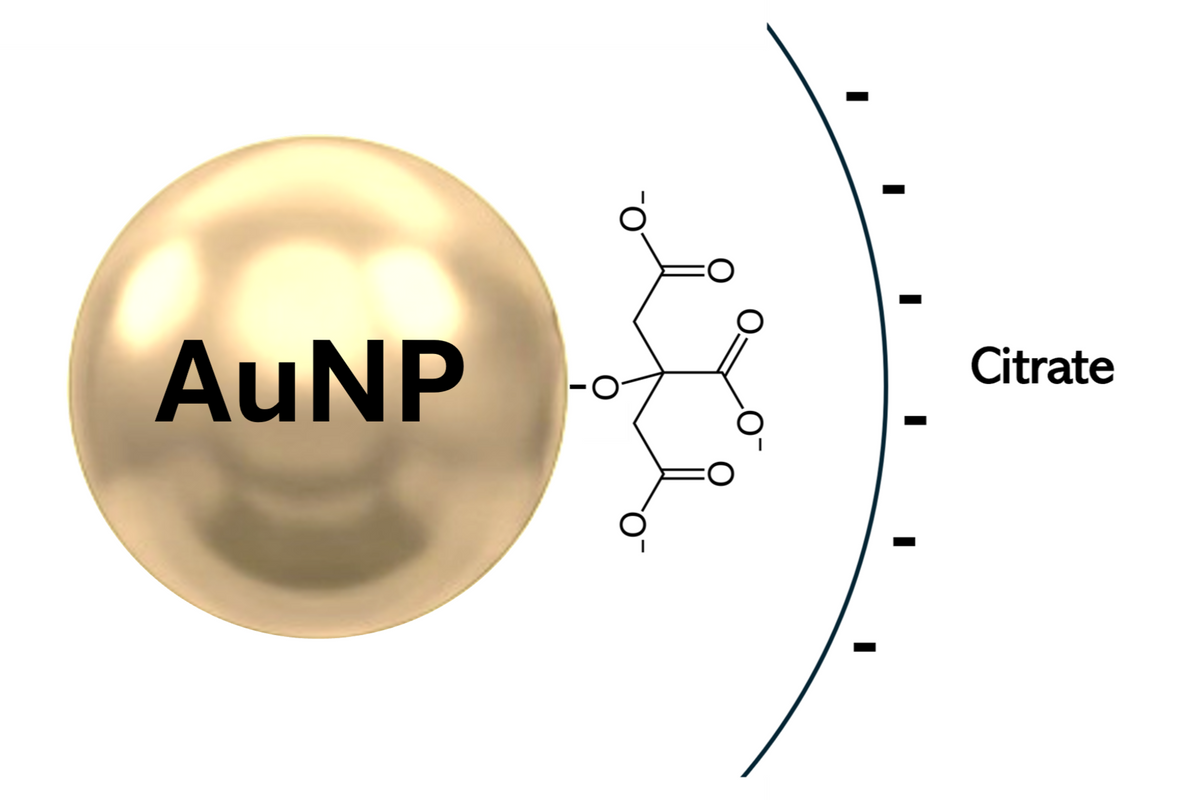 Representation of a gold nanoparticle with citrate surface coating