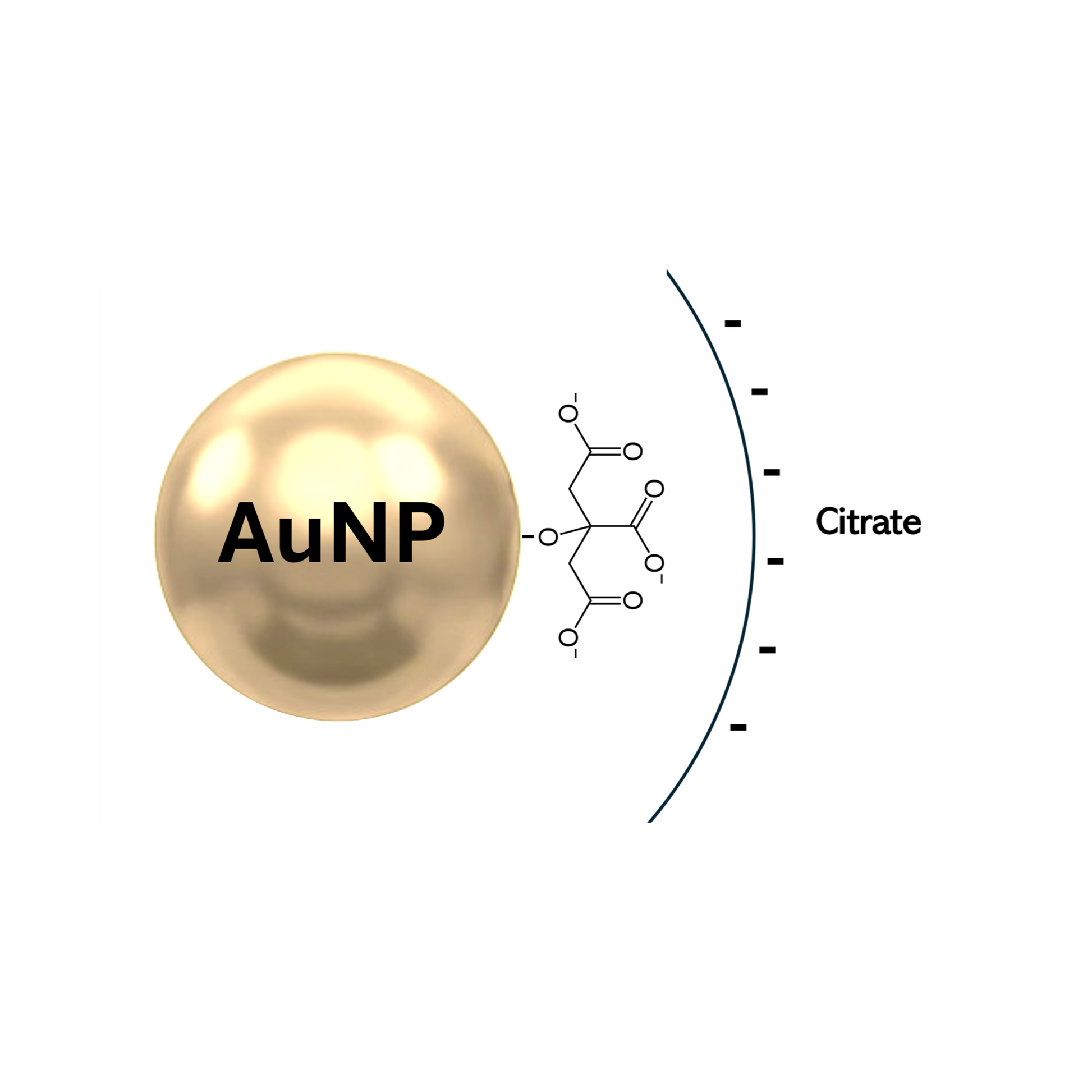 Schematics of a gold nanoparticle with citrate molecule forming a surface coating.