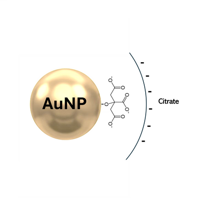 Schematics of a gold nanoparticle with citrate molecule forming a surface coating.