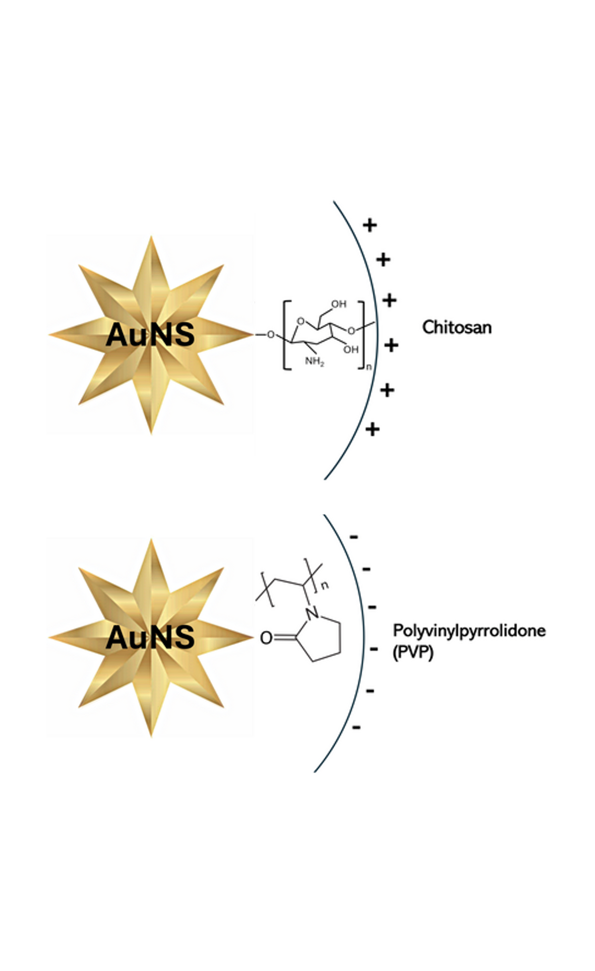 Schematic representation of gold nanostars with chitosan and PVP surface coatings