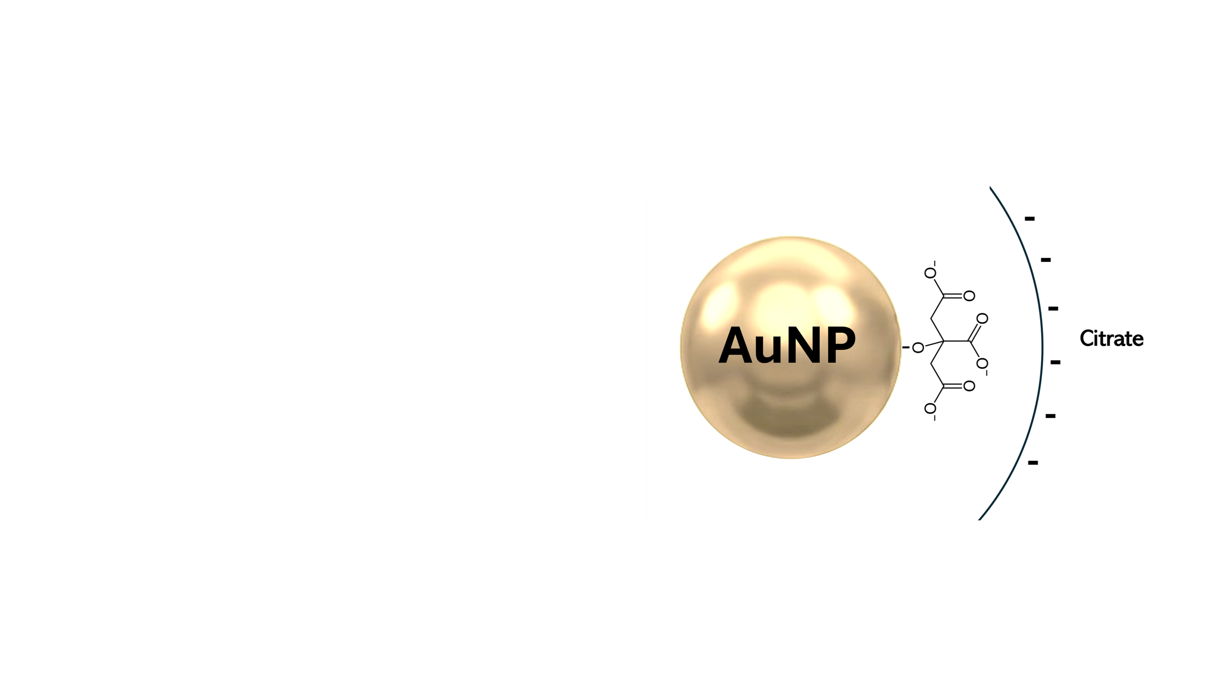 Spherical gold nanoparticle with citrate surface coating and negative surface charge